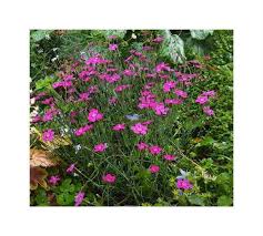 Image result for Steinnelke