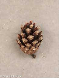 Attēlu rezultāti vaicājumam “Pinus sylvestris var. borussica”