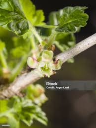 Attēlu rezultāti vaicājumam “Ribes uva-crispa flower”