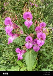 Image result for Impatiens glandulifera