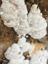 Attēlu rezultāti vaicājumam “Diderma hemisphaericum young”