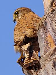 Attēlu rezultāti vaicājumam “Falco tinnunculus”