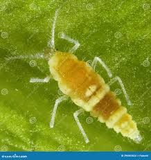 Attēlu rezultāti vaicājumam “Coniopterygidae”