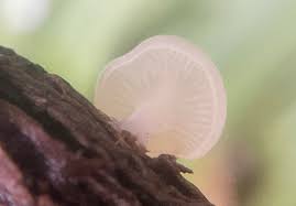 Attēlu rezultāti vaicājumam “Cudoniella acicularis”