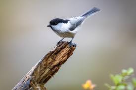 Attēlu rezultāti vaicājumam “Poecile montanus”