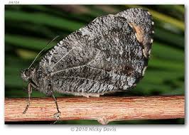 Attēlu rezultāti vaicājumam “Oeneis jutta underside”