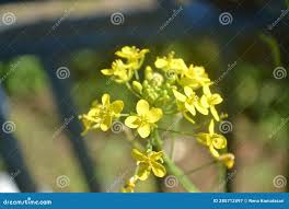 Attēlu rezultāti vaicājumam “Bunias orientalis”