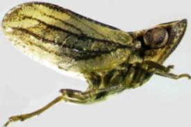 Attēlu rezultāti vaicājumam “Auchenorrhyncha”