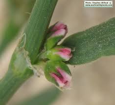Attēlu rezultāti vaicājumam “Polygonum aviculare flower”