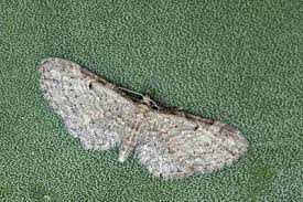 Attēlu rezultāti vaicājumam “Eupithecia tenuiata”