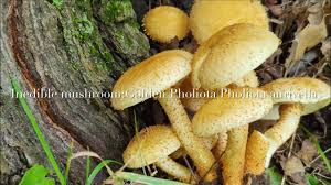 Attēlu rezultāti vaicājumam “Pholiota aurivella”