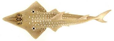 Image result for Rhynchobatus djiddensis