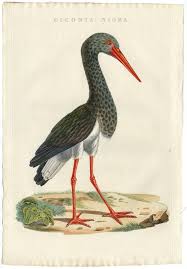 Attēlu rezultāti vaicājumam “Ciconia nigra”