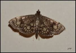 Attēlu rezultāti vaicājumam “Anania stachydalis”