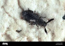 Attēlu rezultāti vaicājumam “Bitoma crenata imago”