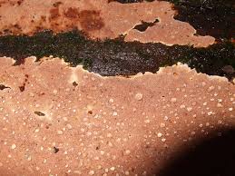 Attēlu rezultāti vaicājumam “Junghuhnia collabens”