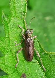 Attēlu rezultāti vaicājumam “Donacia dentata”