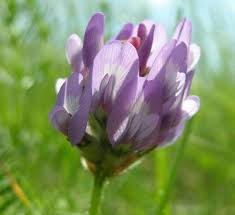 Attēlu rezultāti vaicājumam “Astragalus danicus leaf”