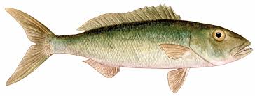 Image result for Aprion virescens