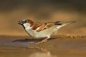 Image result for Passer domesticus