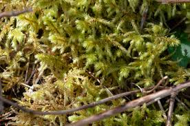 Attēlu rezultāti vaicājumam “Rhytidiadelphus”