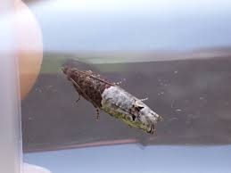 Attēlu rezultāti vaicājumam “Notocelia roborana”