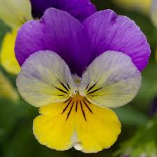 Attēlu rezultāti vaicājumam “Viola uliginosa flower”