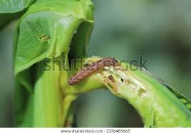 Attēlu rezultāti vaicājumam “Xestia c-nigrum”