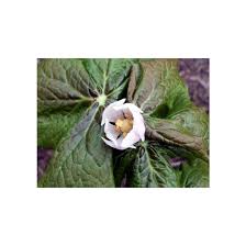 Attēlu rezultāti vaicājumam “Podophyllum hexandrum flower”