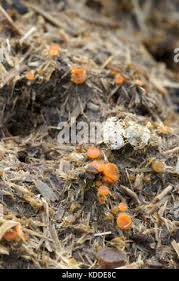 Attēlu rezultāti vaicājumam “Cheilymenia stercorea”