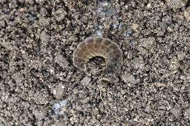 Attēlu rezultāti vaicājumam “Cantharis fusca larva”