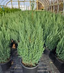 Attēlu rezultāti vaicājumam “Juniperus chinensis”