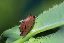 Attēlu rezultāti vaicājumam “Drepanepteryx phalaenoides”