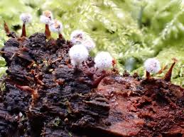 Attēlu rezultāti vaicājumam “Physarum bryocorticola”