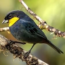 Attēlu rezultāti vaicājumam “Bayeriola thymicola”