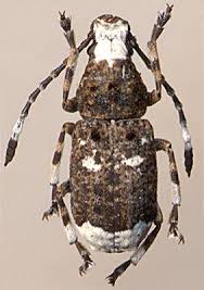 Attēlu rezultāti vaicājumam “Platystomos albinus”