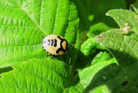 Attēlu rezultāti vaicājumam “Tritomegas bicolor nymph”