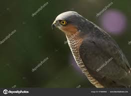Attēlu rezultāti vaicājumam “Accipiter nisus male”