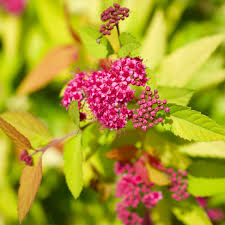 Attēlu rezultāti vaicājumam “Spiraea”