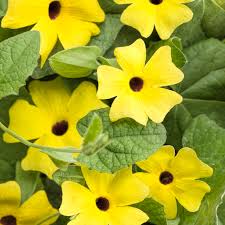 Image result for Thunbergia alata