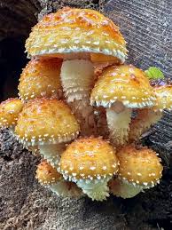 Attēlu rezultāti vaicājumam “Pholiota aurivella”