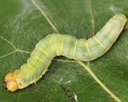 Attēlu rezultāti vaicājumam “Tethea or”