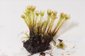 Attēlu rezultāti vaicājumam “Mnium hornum sporophyte”