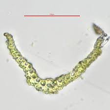 Attēlu rezultāti vaicājumam “Pleuridium subulatum”