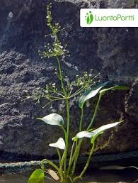 Attēlu rezultāti vaicājumam “Alisma plantago-aquatica fruit”