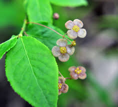 Attēlu rezultāti vaicājumam “Euonymus verrucosus”