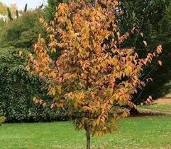 Attēlu rezultāti vaicājumam “Carpinus caroliniana”