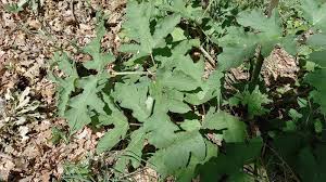 Attēlu rezultāti vaicājumam “Heracleum sphondylium subsp. sibiricum fruit”