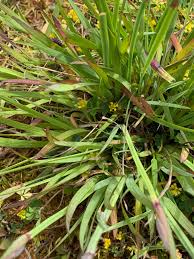 Attēlu rezultāti vaicājumam “Sisyrinchium montanum fruit”