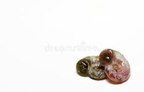 Attēlu rezultāti vaicājumam “Planorbidae”